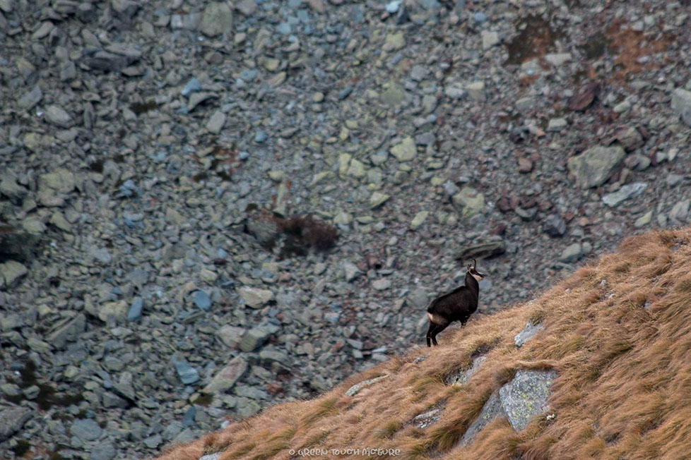 Moutain, Wild life, Stone, Chamois, Theodore Heitz, Green Touch Picture